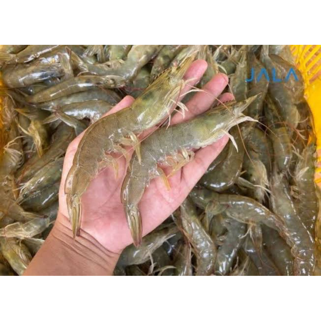 

[palembang] udang vaname segar 250 gram