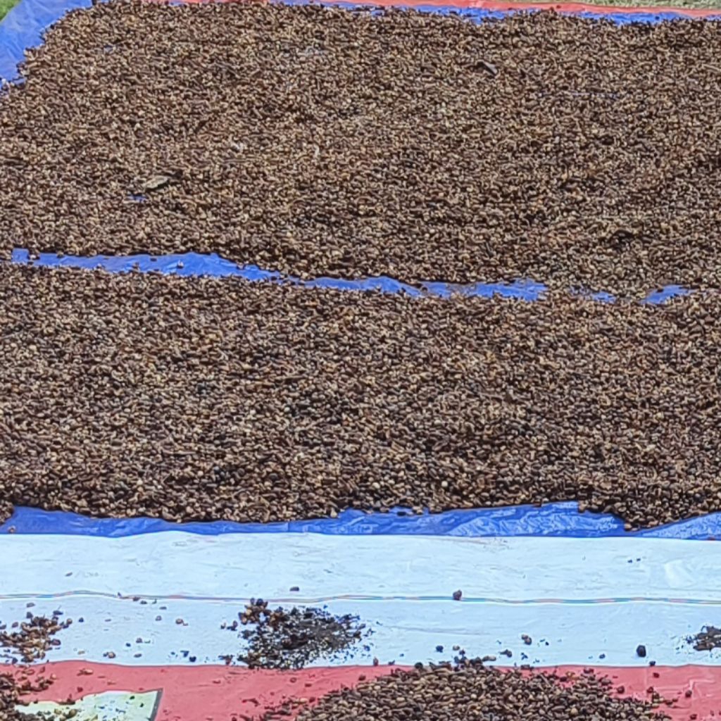 

KOPI CAMPURAN atau STEK