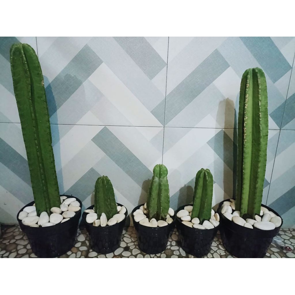 kaktus koboi tanpa duri