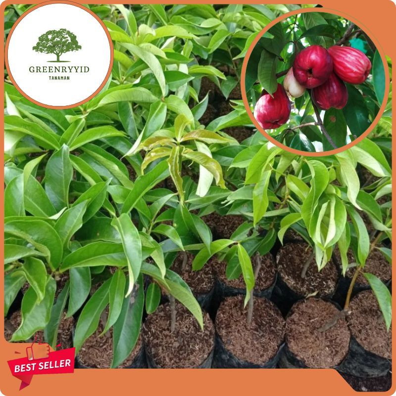 Bibit Jambu Jamaika Jumbo Asli Okulasi Unggul Tanaman Buah Jambu Bol