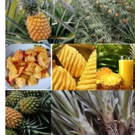 

bibit nanas madu manis mudah tumbuh 8 bulan panen jenis simplek 1 batang 2750