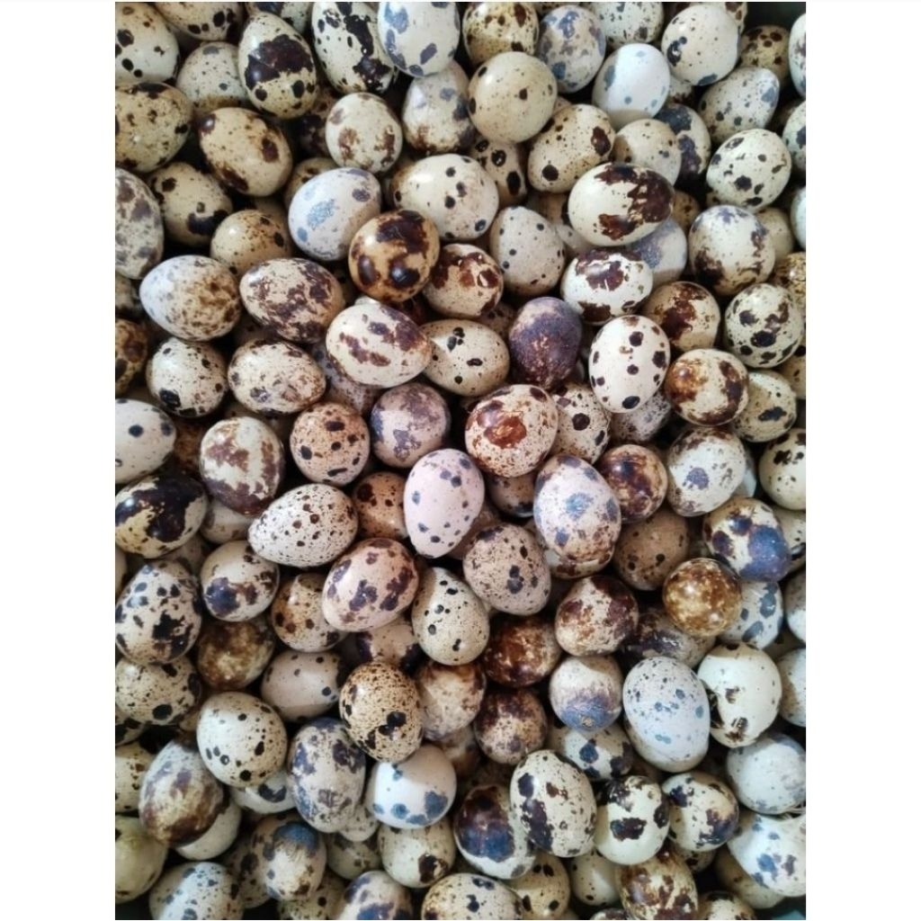 

Telor Puyuh Fresh Asli Peternak Telur Puyuh Jumbo Segar