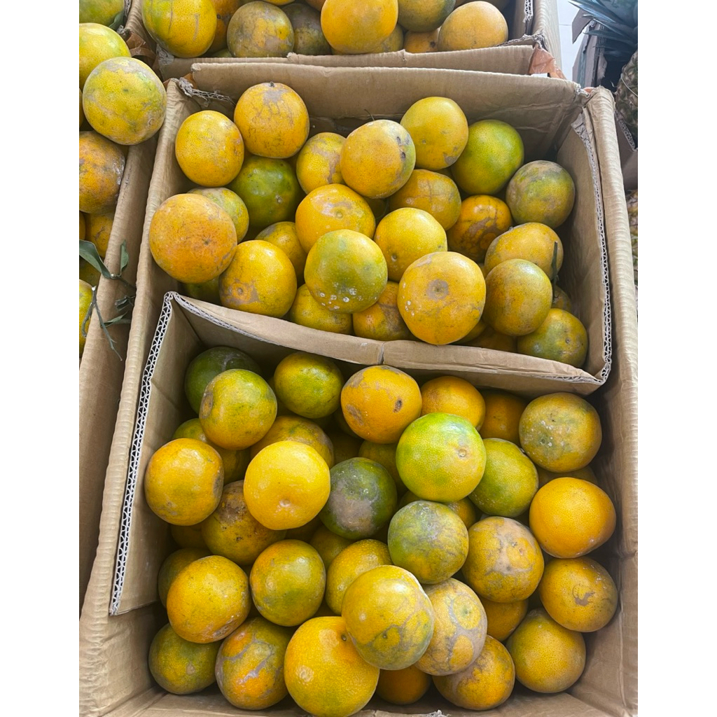 

Promo Jeruk Siam Madu Manis Fresh 1kg