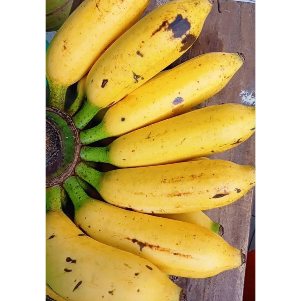 

Pisang Bangka Wulu ,Manis Murah Gratis Ongkir Bisa COD