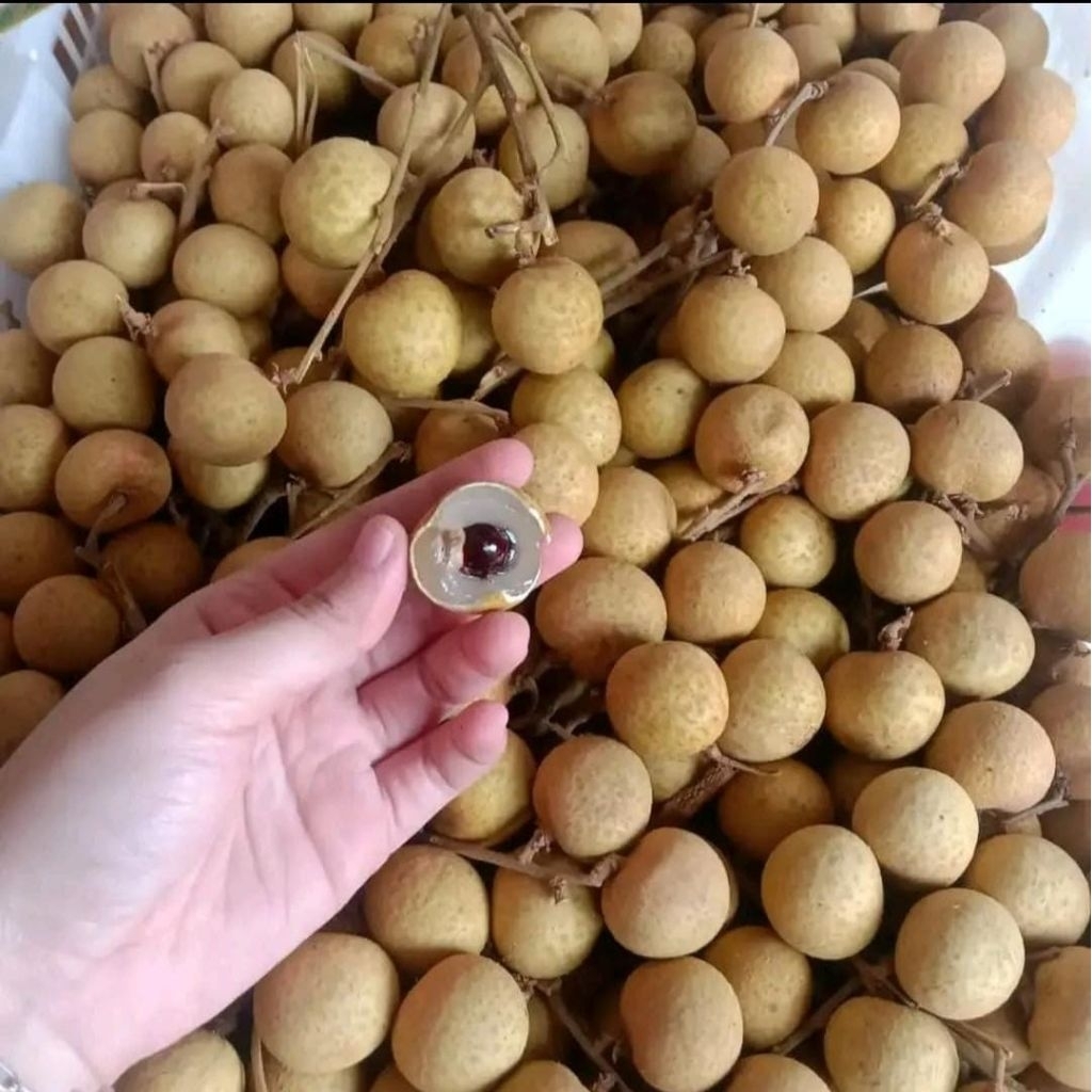 

kelengkeng Bangkok manis daging tebal 1KG