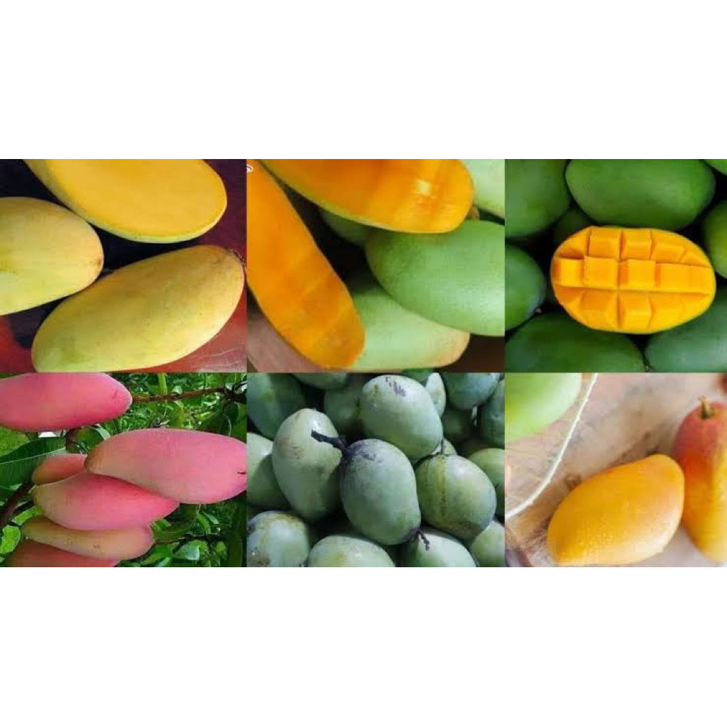 

Indukan tanaman an mangga 2 meter All varietas