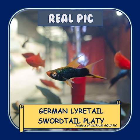 IKAN HIAS AIR TAWAR - PLATY GERMAN EKOR CAWANG / PLATY GERMAN EKOR SABIT / PLATY GERMAN VEILTAIL / H