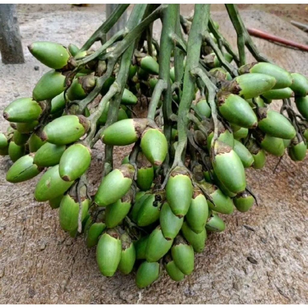 

Buah Pinang Muda Segar Petik Langsung – 500 Gram