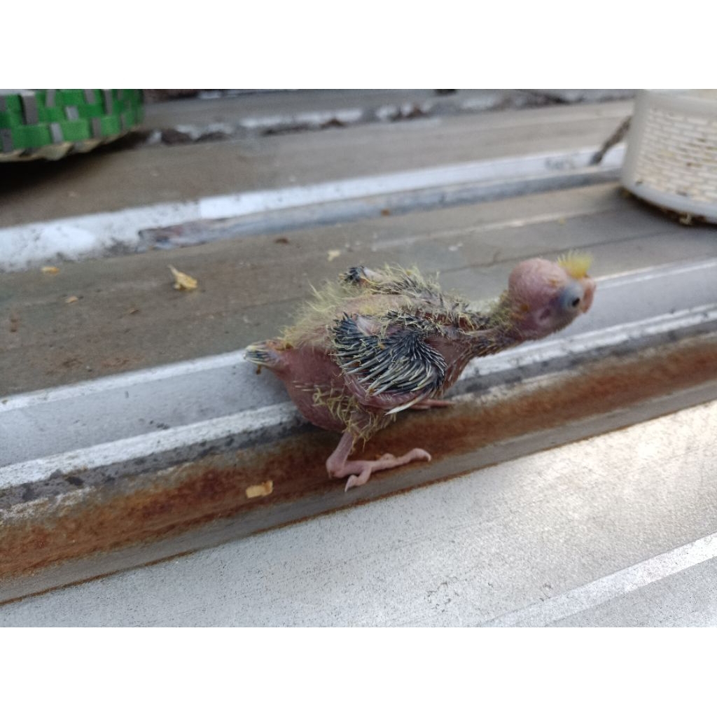 Baby Falk usia 20 hari