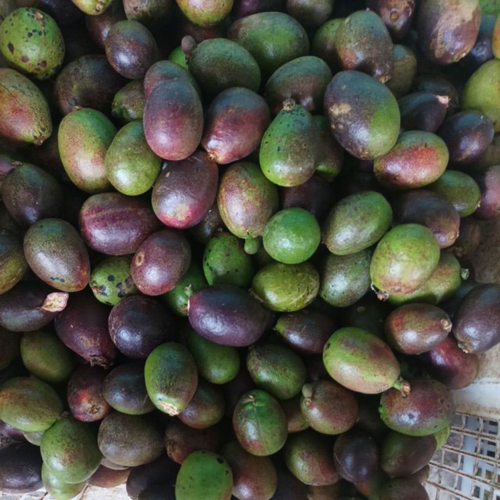 

Matoa 1kg manis buah khas papua