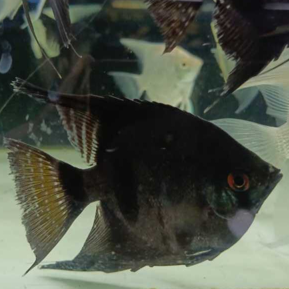 Ikan Hias Manfish Black Jumbo