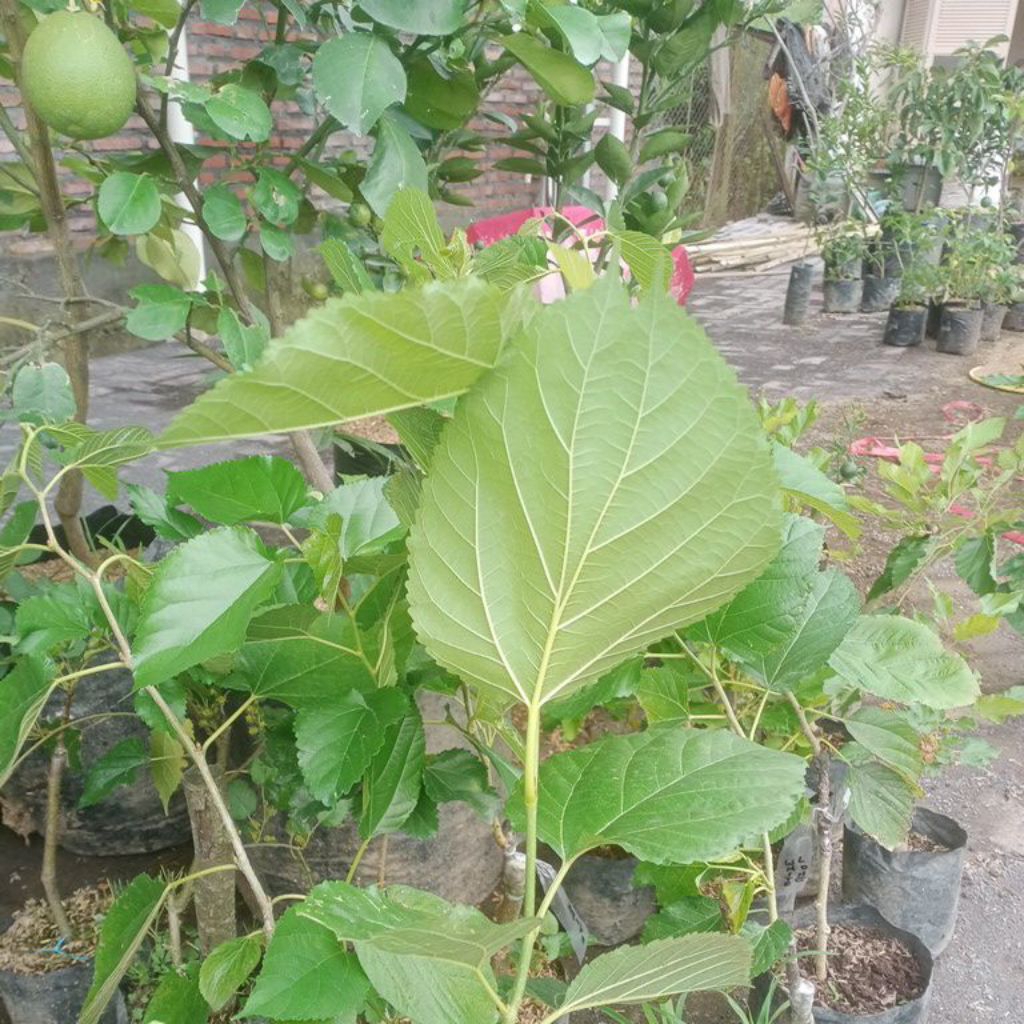 bibit long dan white murbei