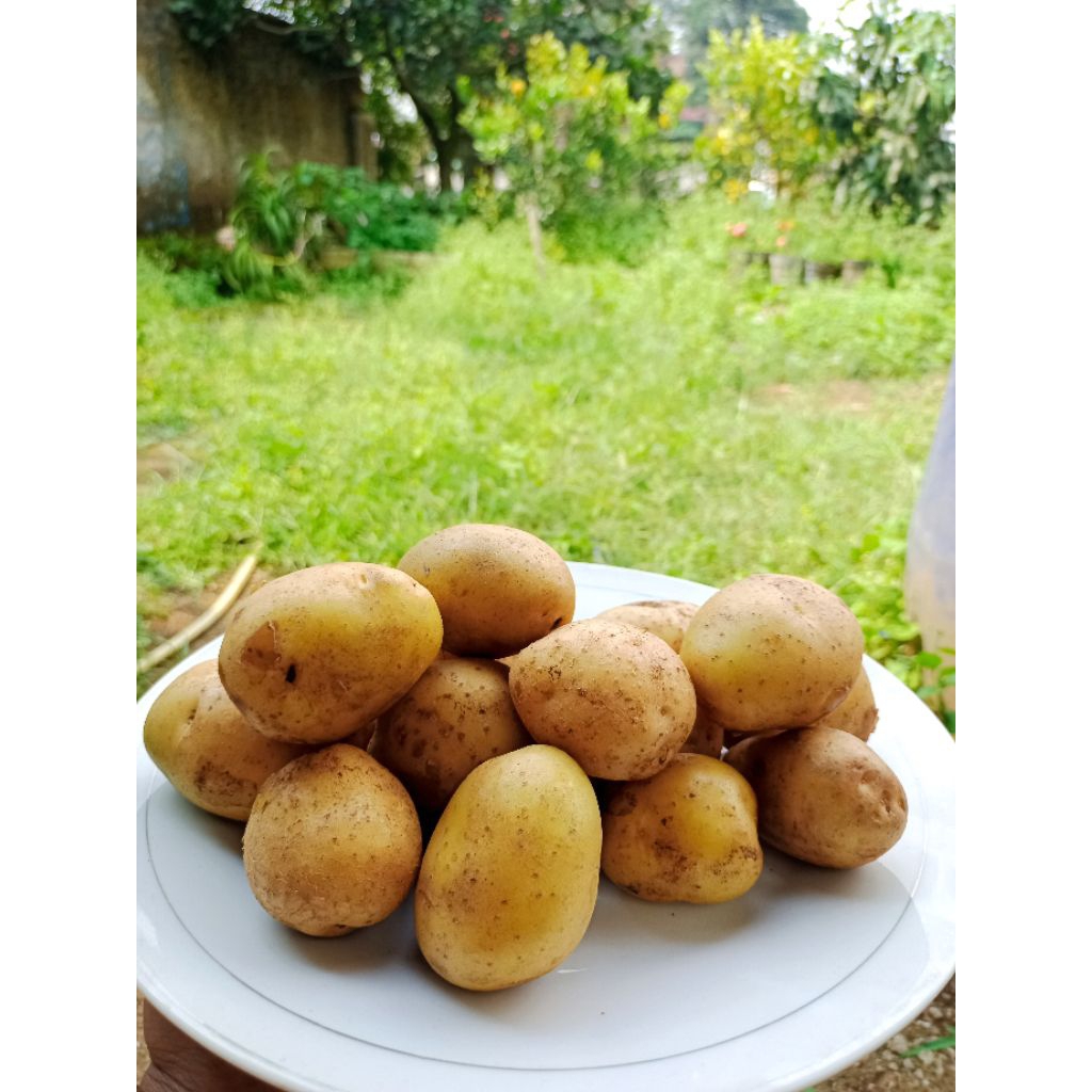 

kentang dieng mini / baby potato