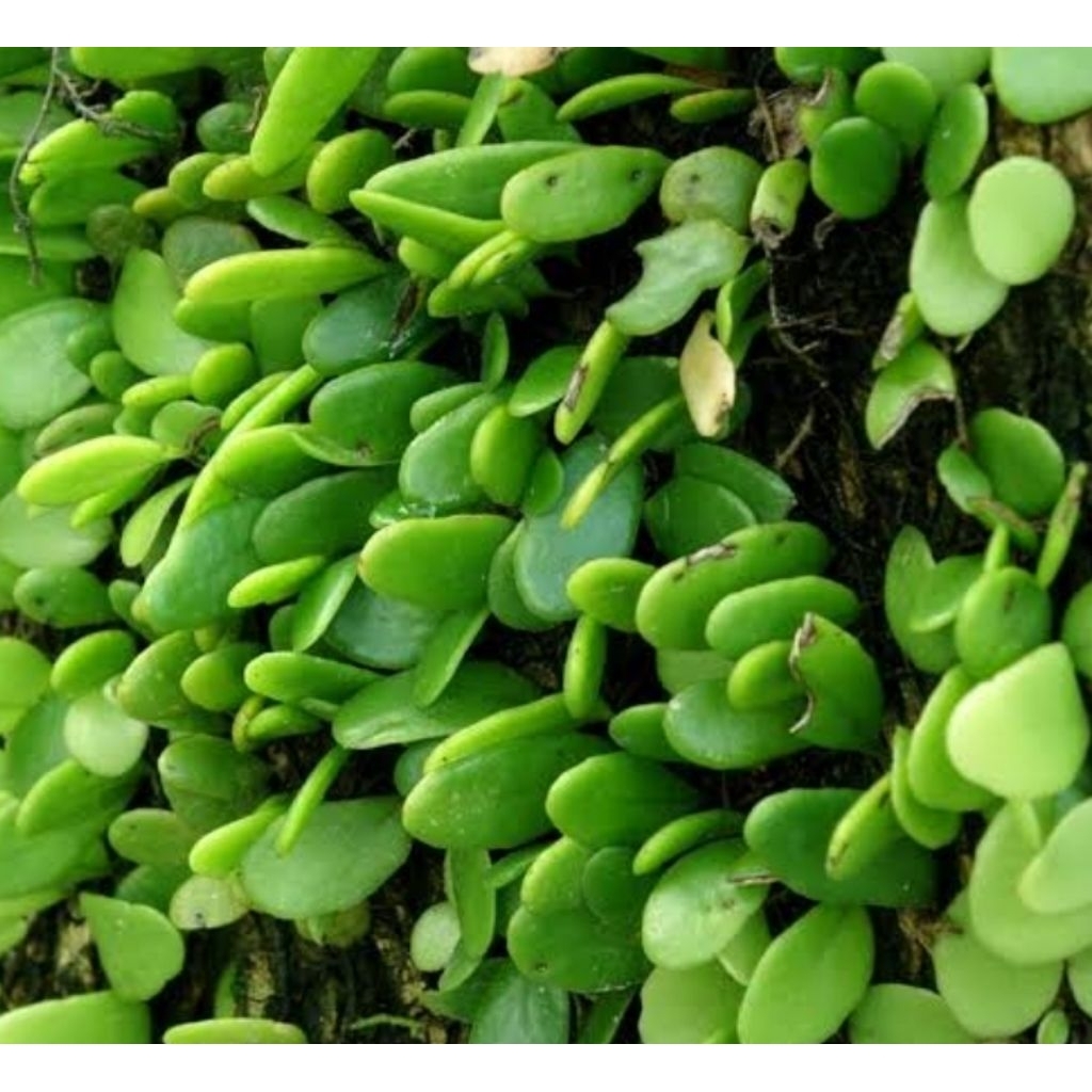 

Jual daun sisik naga atau picisan segar 1 kg-az