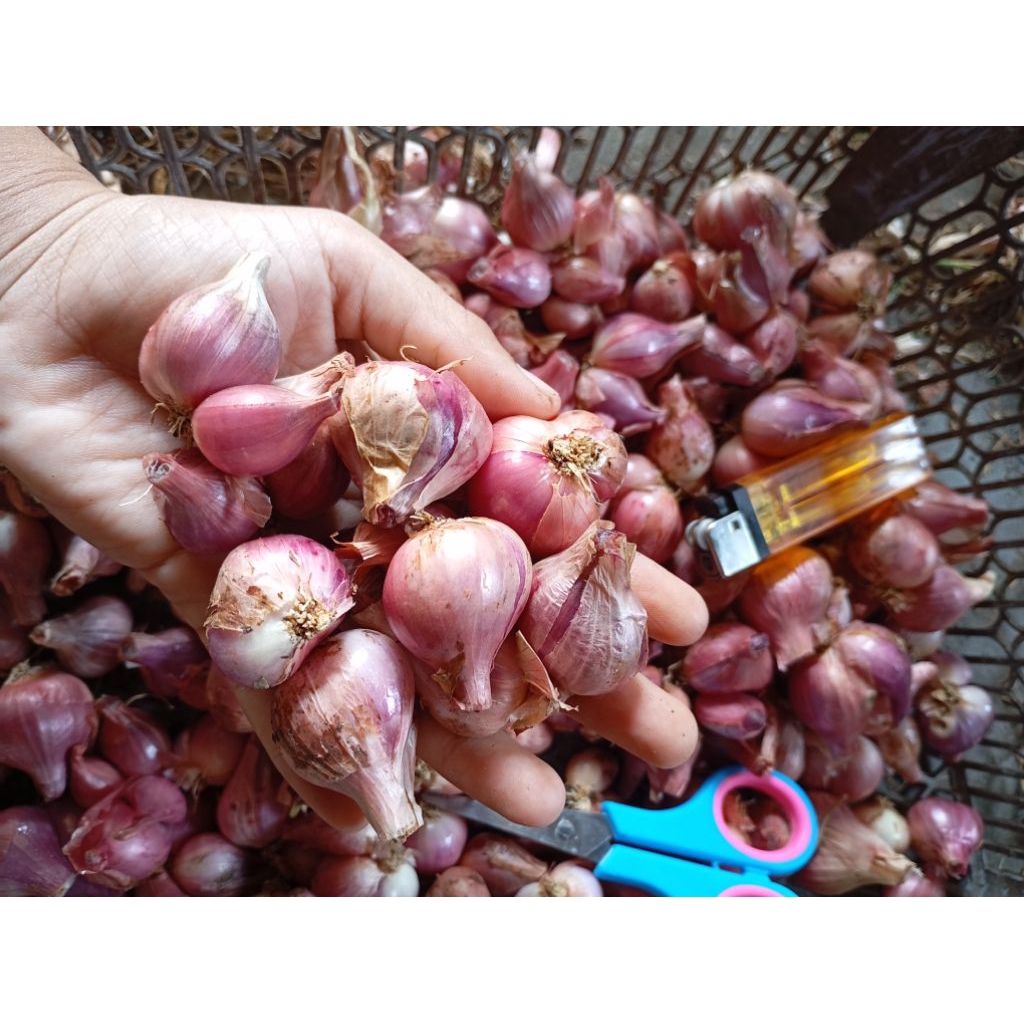 

Bawang Merah langsung dari Petani
