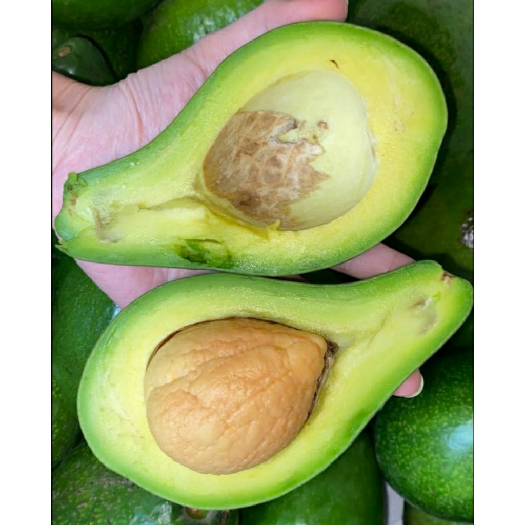 

ALPUKAT MENTEGA LAMPUNG 1KG