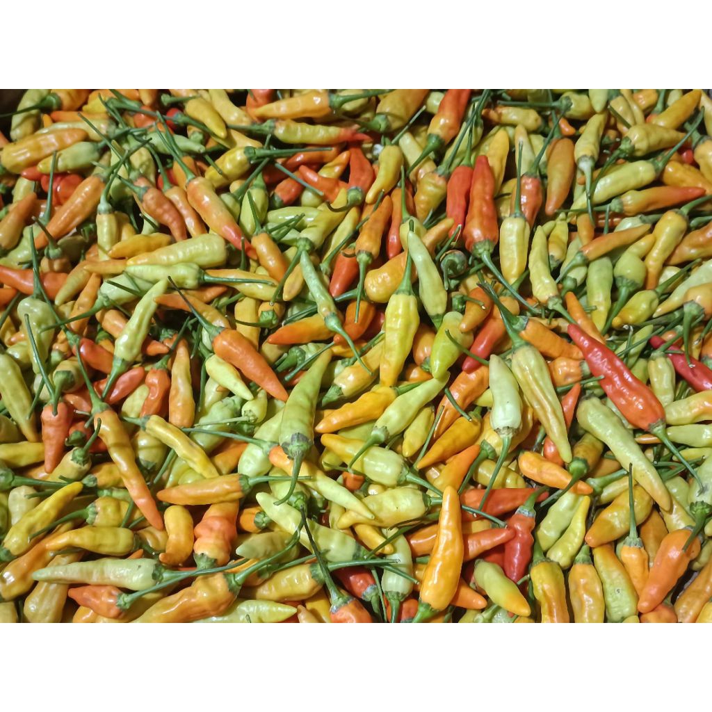 

CABE RAWIT MERAH, HIJAU 250 GR, 500 GR, 1 KG - SUPER FRESH DARI KEBUN SENDIRI GRADE A