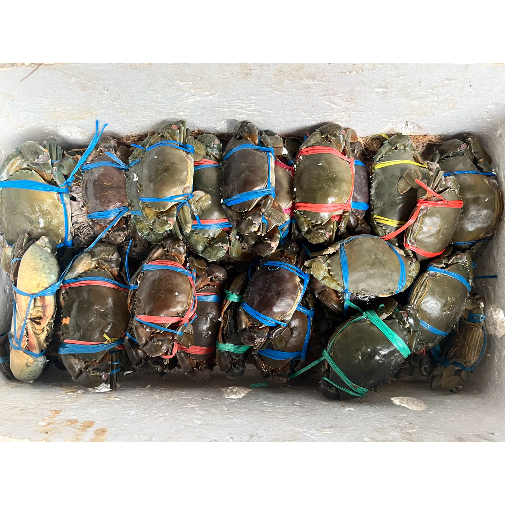 

KEPITING FRESH FROZEN / KEPITING FULL TELUR DAN JANTAN / KUALITAS EKSPOR