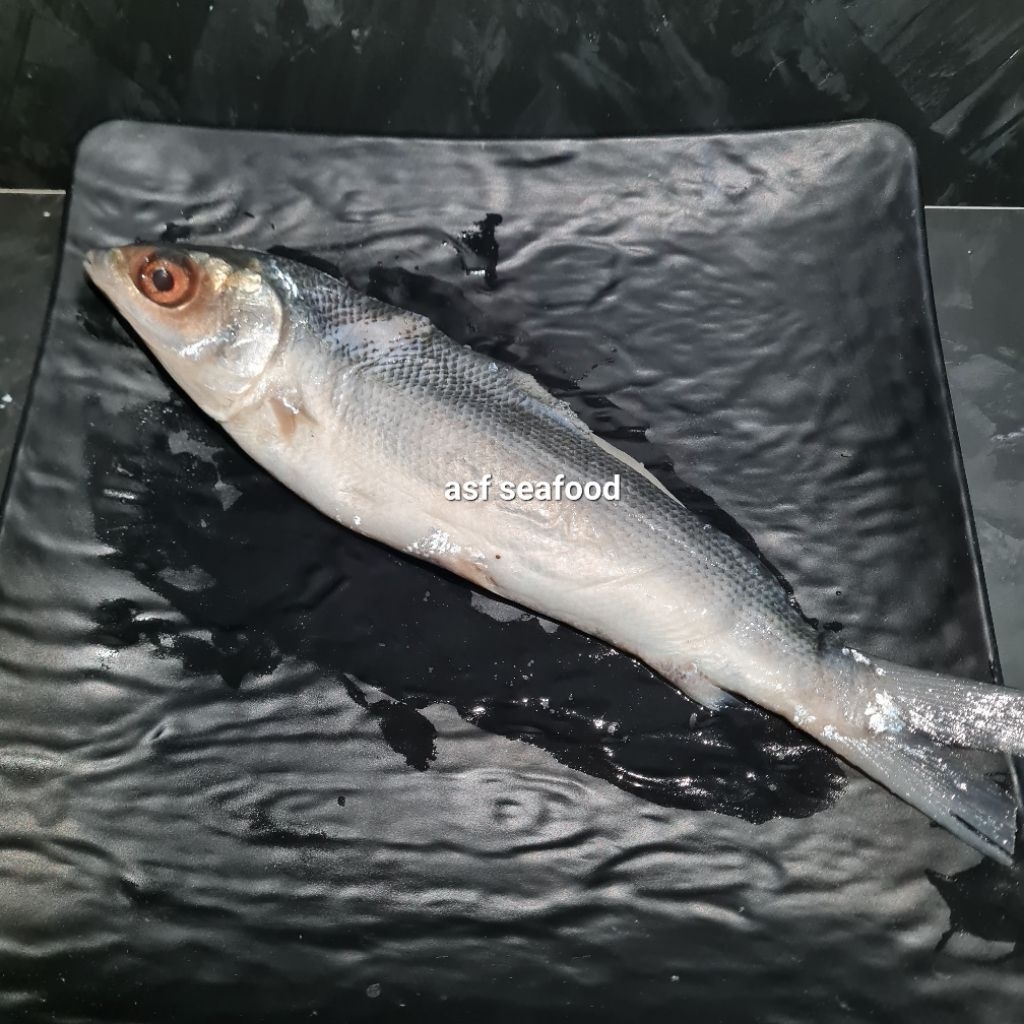 

Ikan Bandeng Cabut Duri