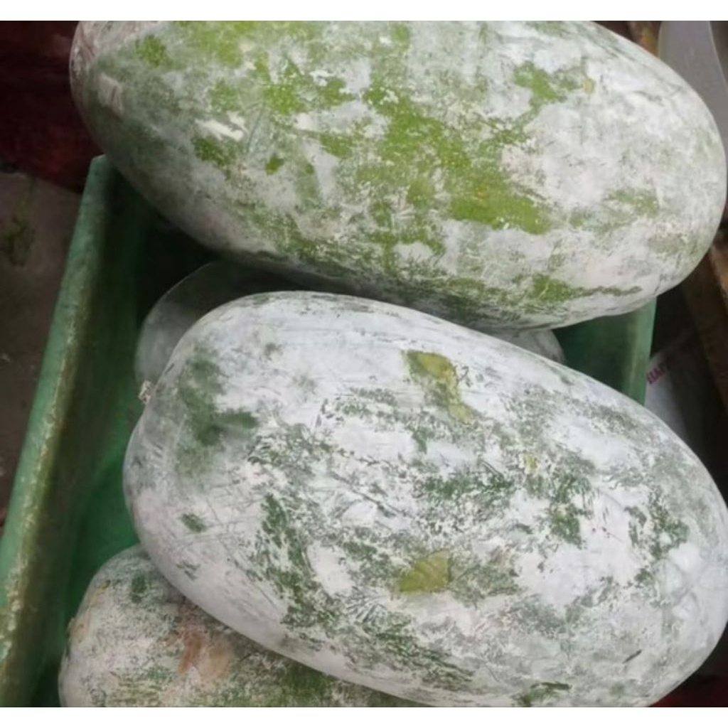 

￼buah kundur segar buah beligo baru petik 3 - 3,5kg