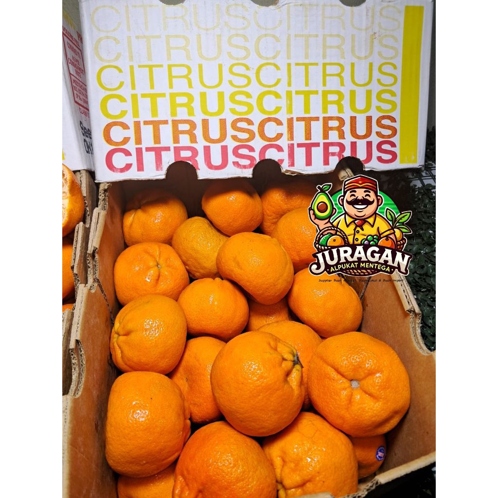 

Jeruk Honey Murcot Fresh / Jeruk Murcot Import