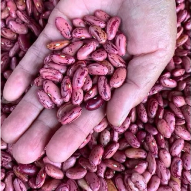 

Kacang Jogo 1 Kg || Kacang Merah Super ||