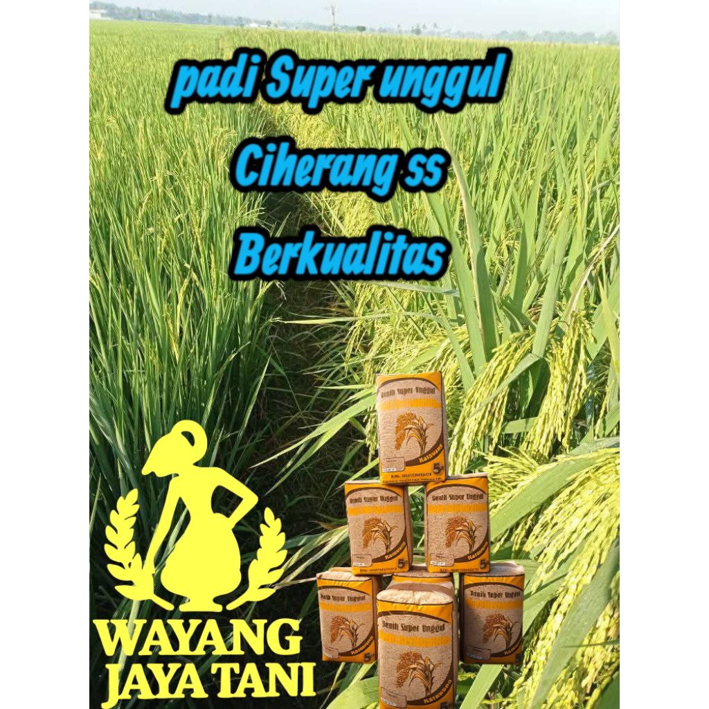 BENIH PADI CIHERANG SS Berkualitas paket 1kg