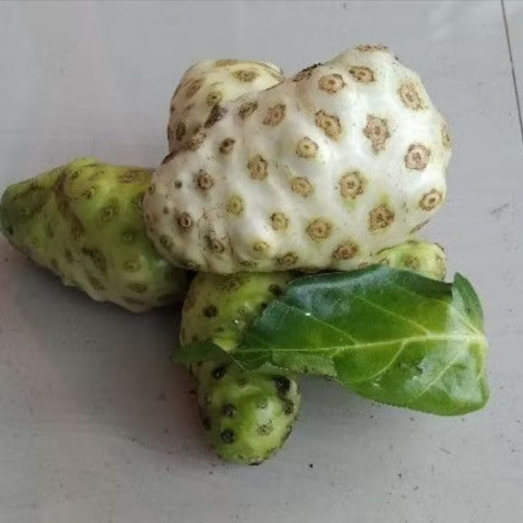 

Mengkudu/Pace Organik Pilihan – Segar & Siap Kirim 1kg