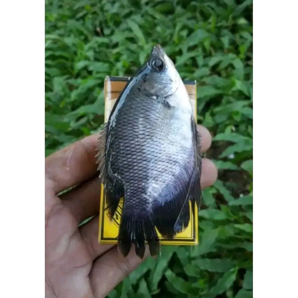 bibit ikan gurame soang