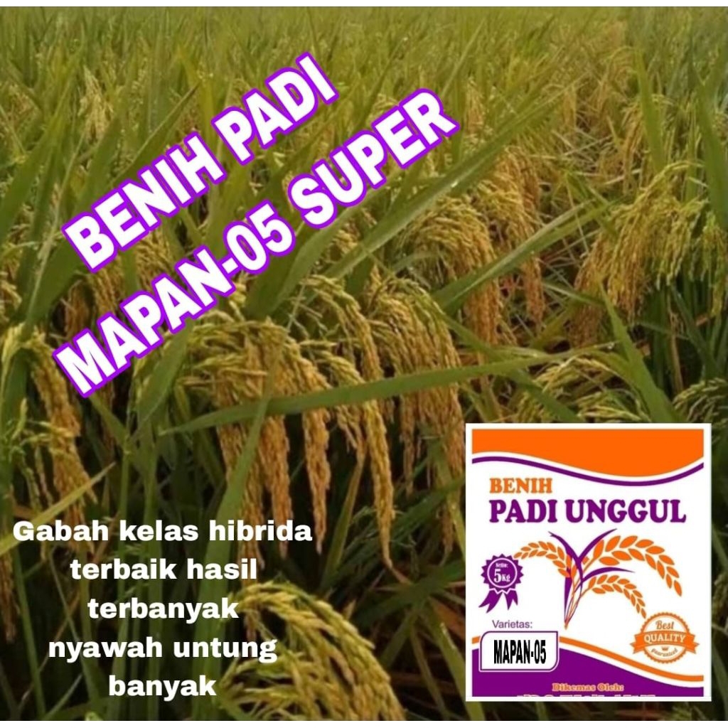 BENIH PADI 5KG MAPAN-05 SUPER ORIGINAL BENIH BERSERTIFIKAT BENIH ASLI SUPER