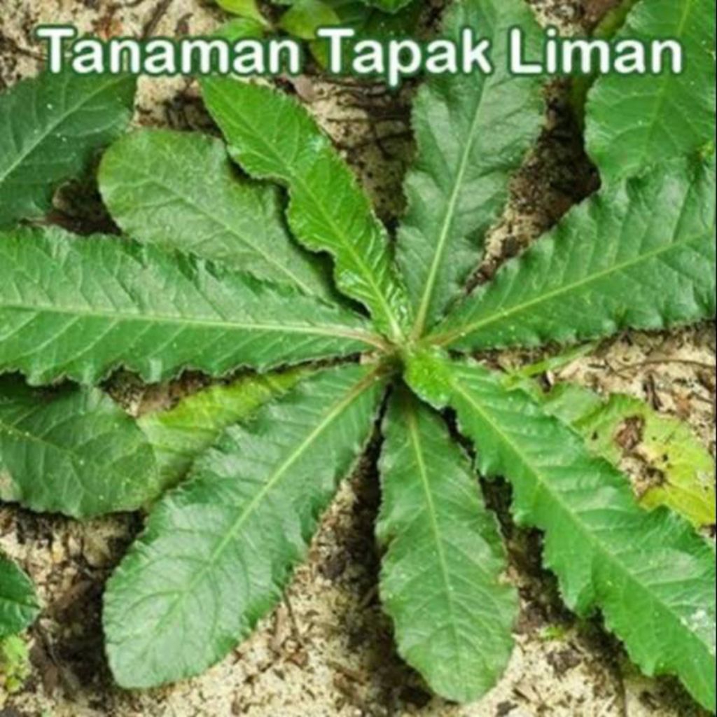 

daun tapak liman segar 250 gram siap kirim