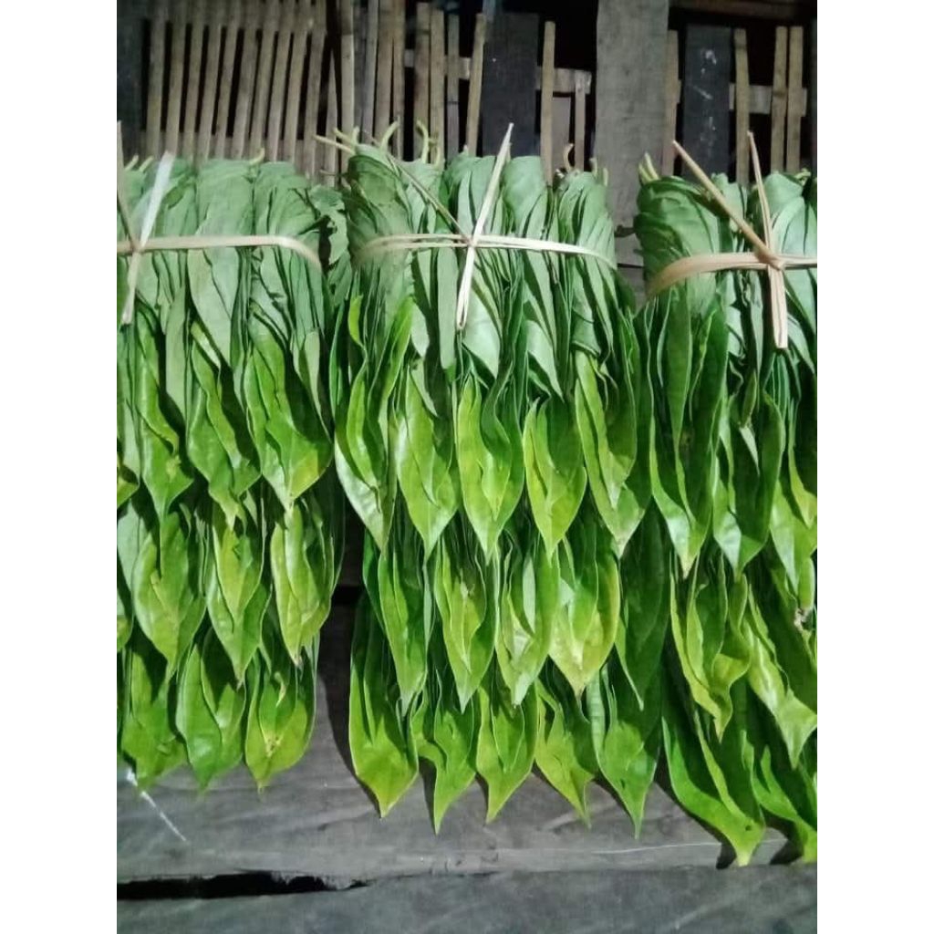 

Daun sirih hijau alami/1 kepit 25 lembar