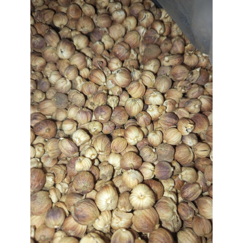 

jual kapul laga / kapol wangi kering 100 gram