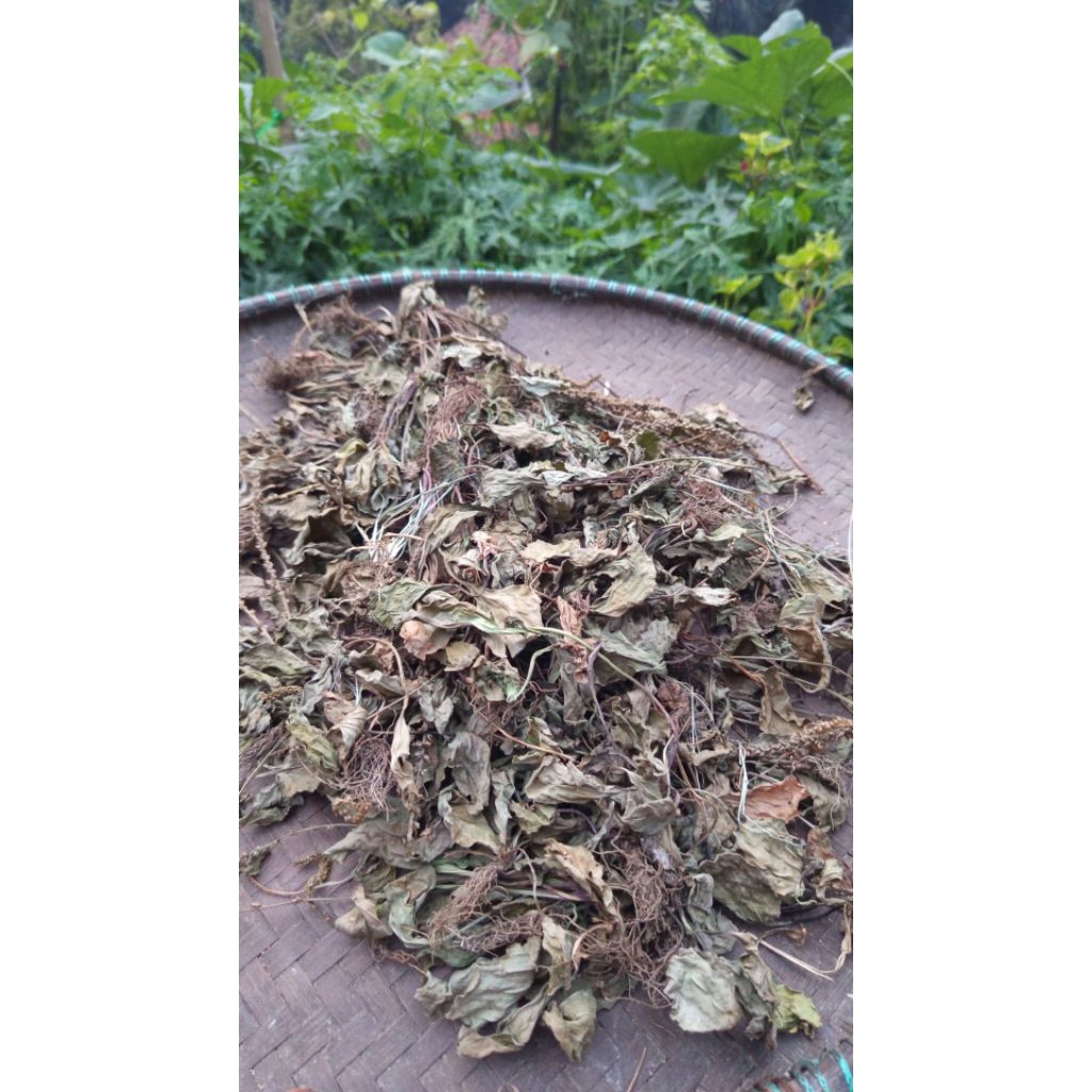 

Daun sendok kiurat kering/kiurat kering 50gram