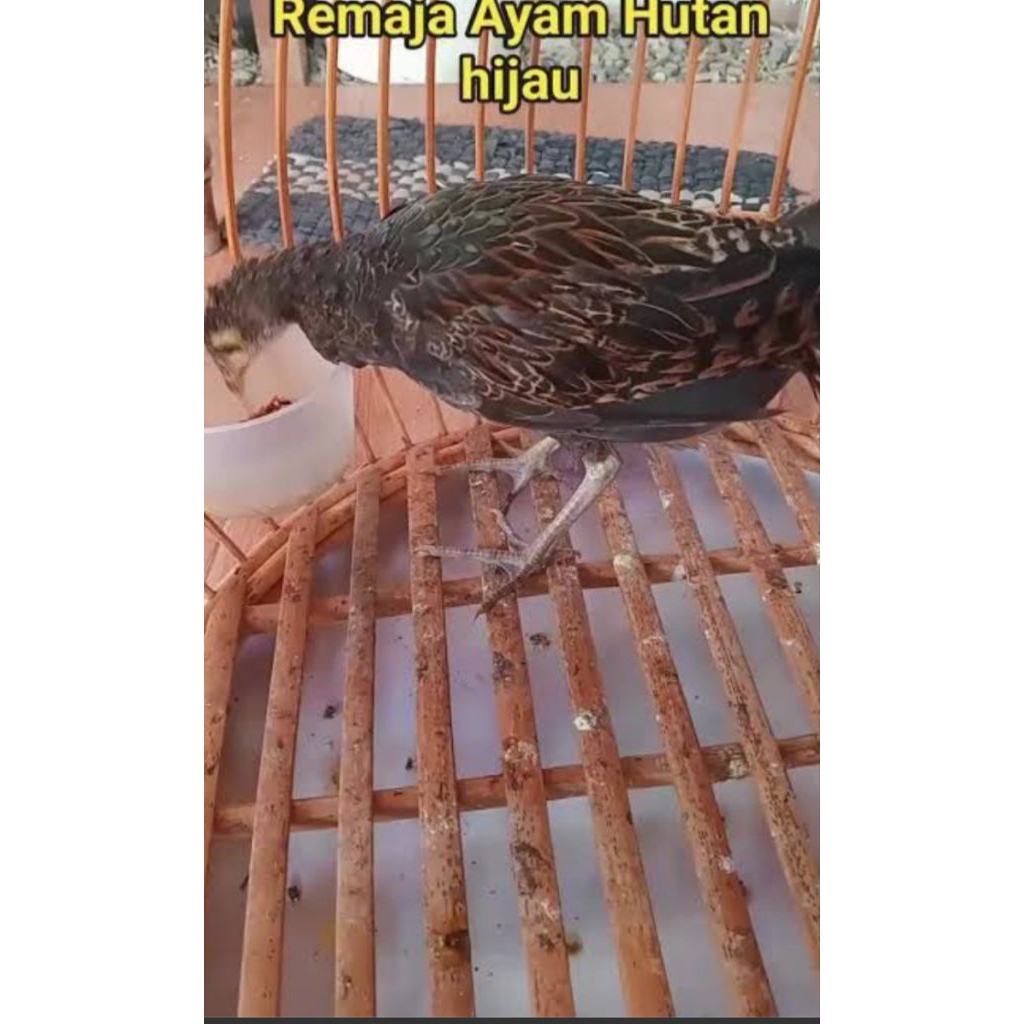 anakan ayam hutan hijau.remaja sepasang