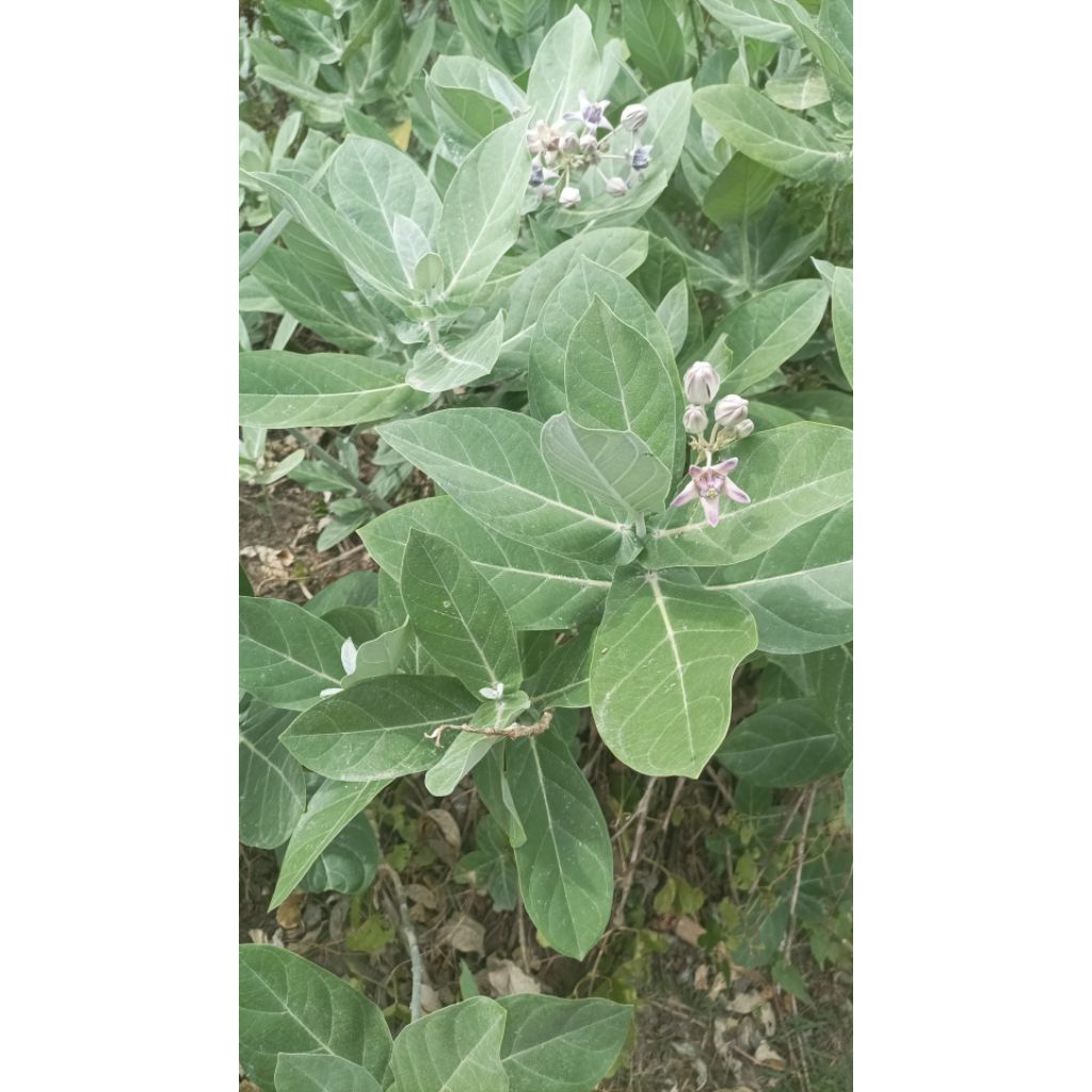 

1 lembar Daun Biduri / daun widuri segar dipetik saat dipesan