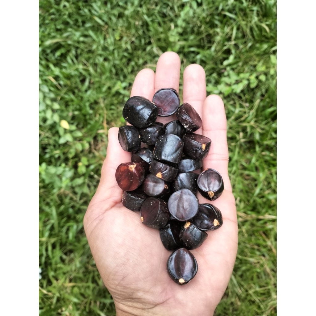 

kabau jolang jaling khas Sumatera kualitas terbaik 500 gram (packing tin wall+kardus+Bu ble wrap)