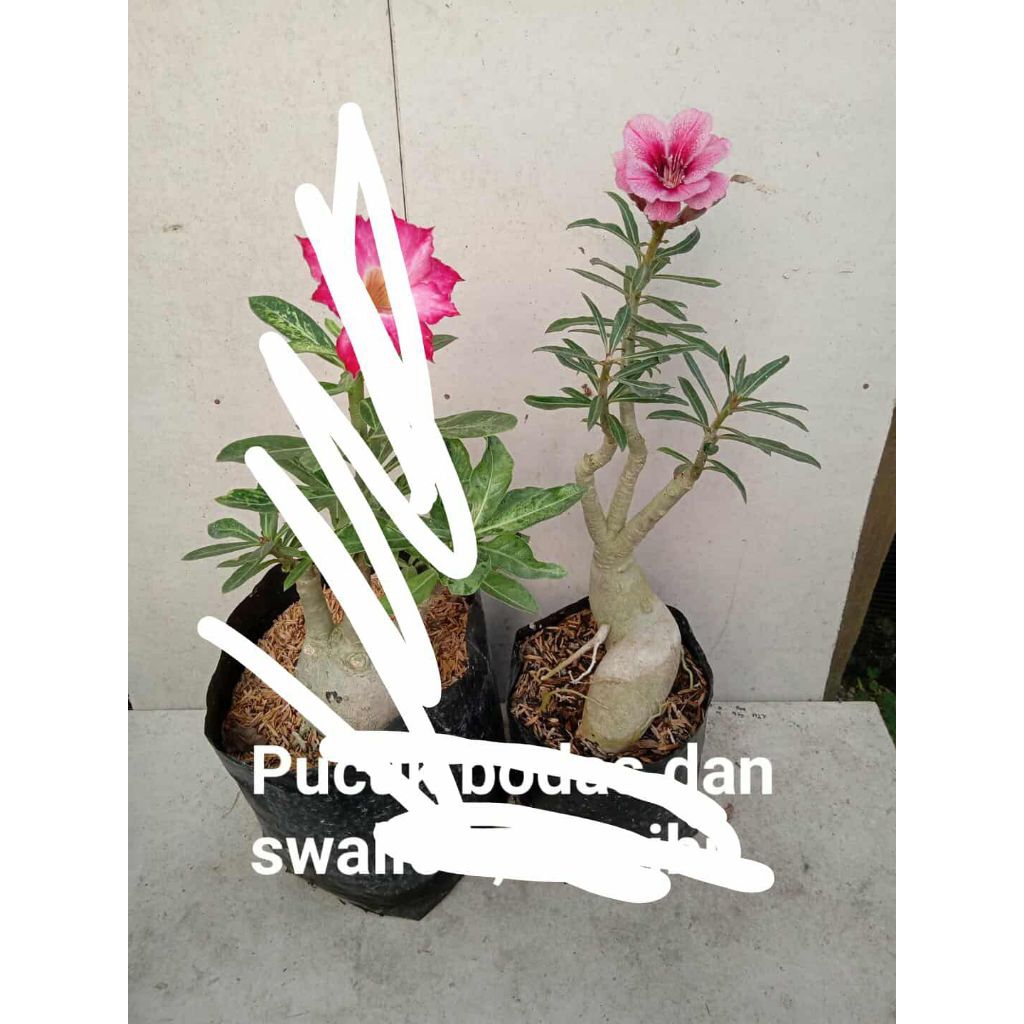 POHON KAMBOJA TUMPUK(id swallow)