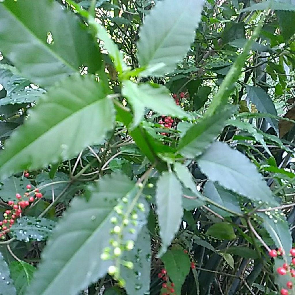 

Daun Rivina Humalis/Daun Getih-getihan