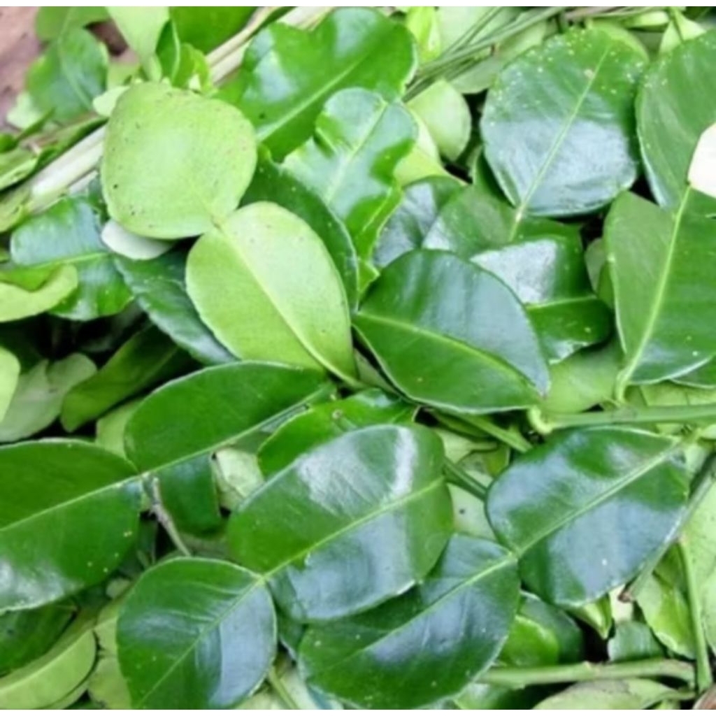 

Daun Jeruk Segar – Aromatik Alami untuk Masakan Nusantara 200gram