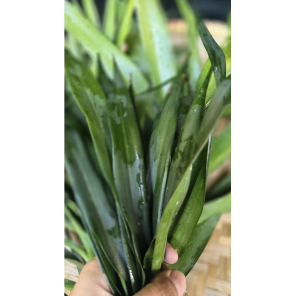 

Daun Suji Segar 20 pcs