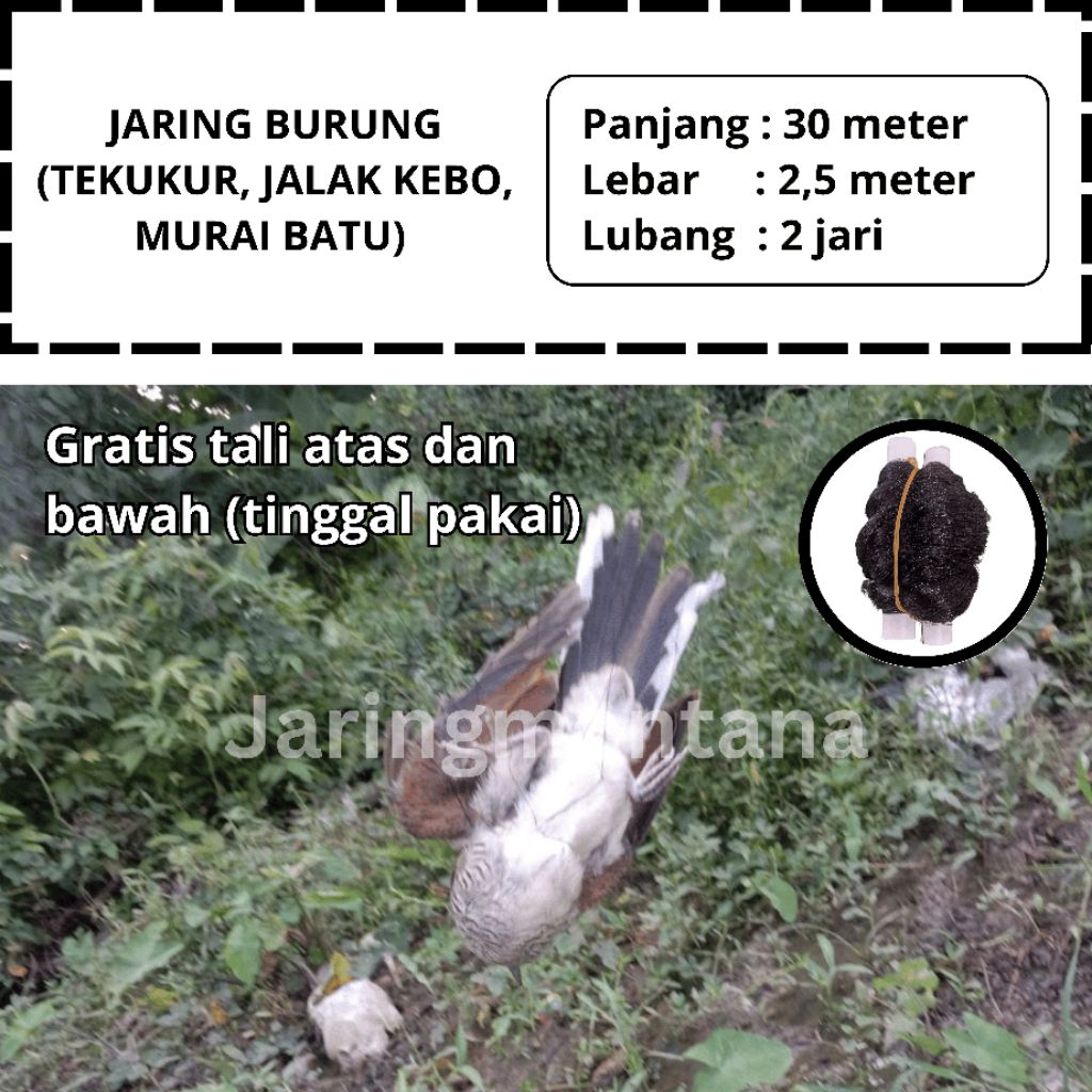 JARING BURUNG TEKUKUR SUDAH SIAP PAKAI JARING BURUNG KACER JARING MONTANA