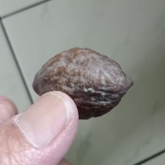 Kemiri Adu Muncang Adu Jayanti Gogog Ori Grade A Full Tua