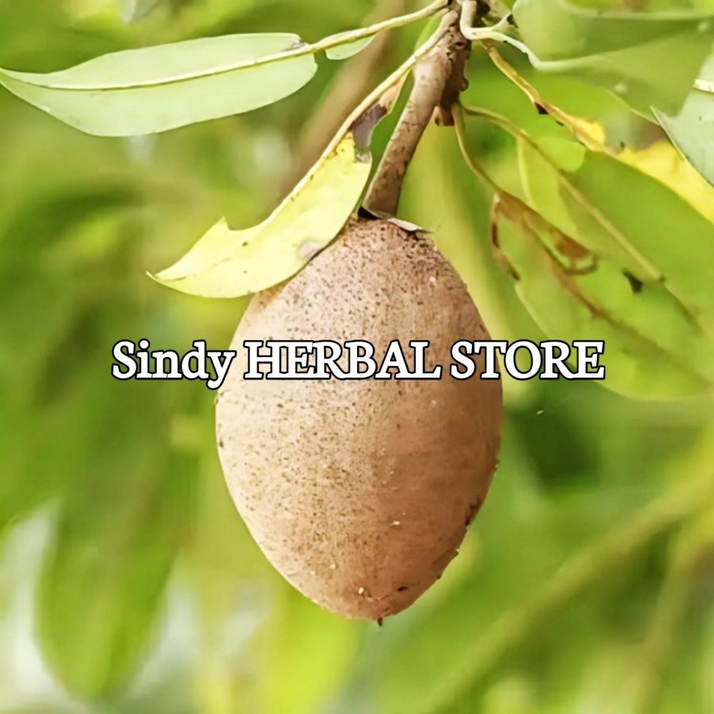 

Buah Sawo Muda Mentah Segar Per 500 Gram