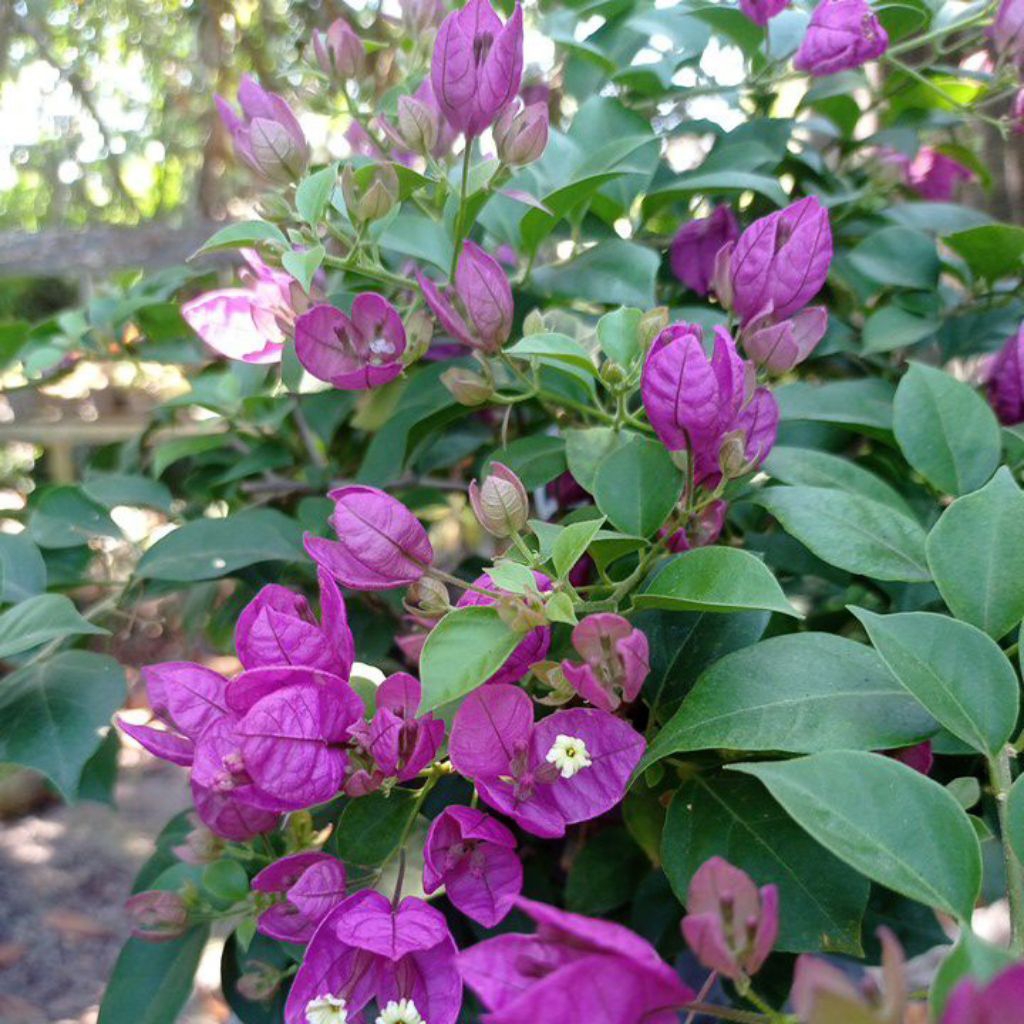 Bugenvil anggur ungu ORIGINAL