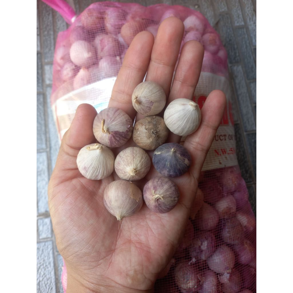 

Bawang Putih Tunggal