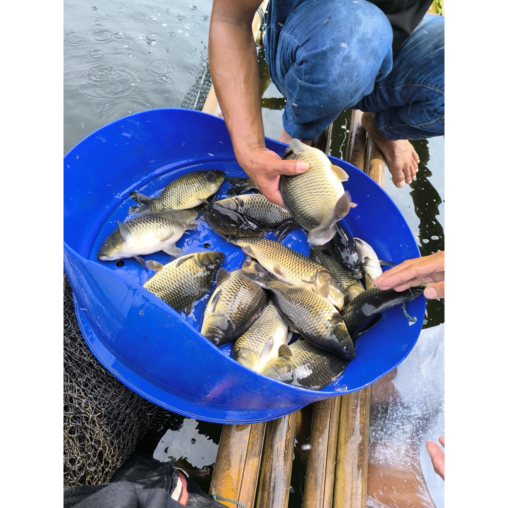 

Ikan Mas dan Ikan Nila Segar