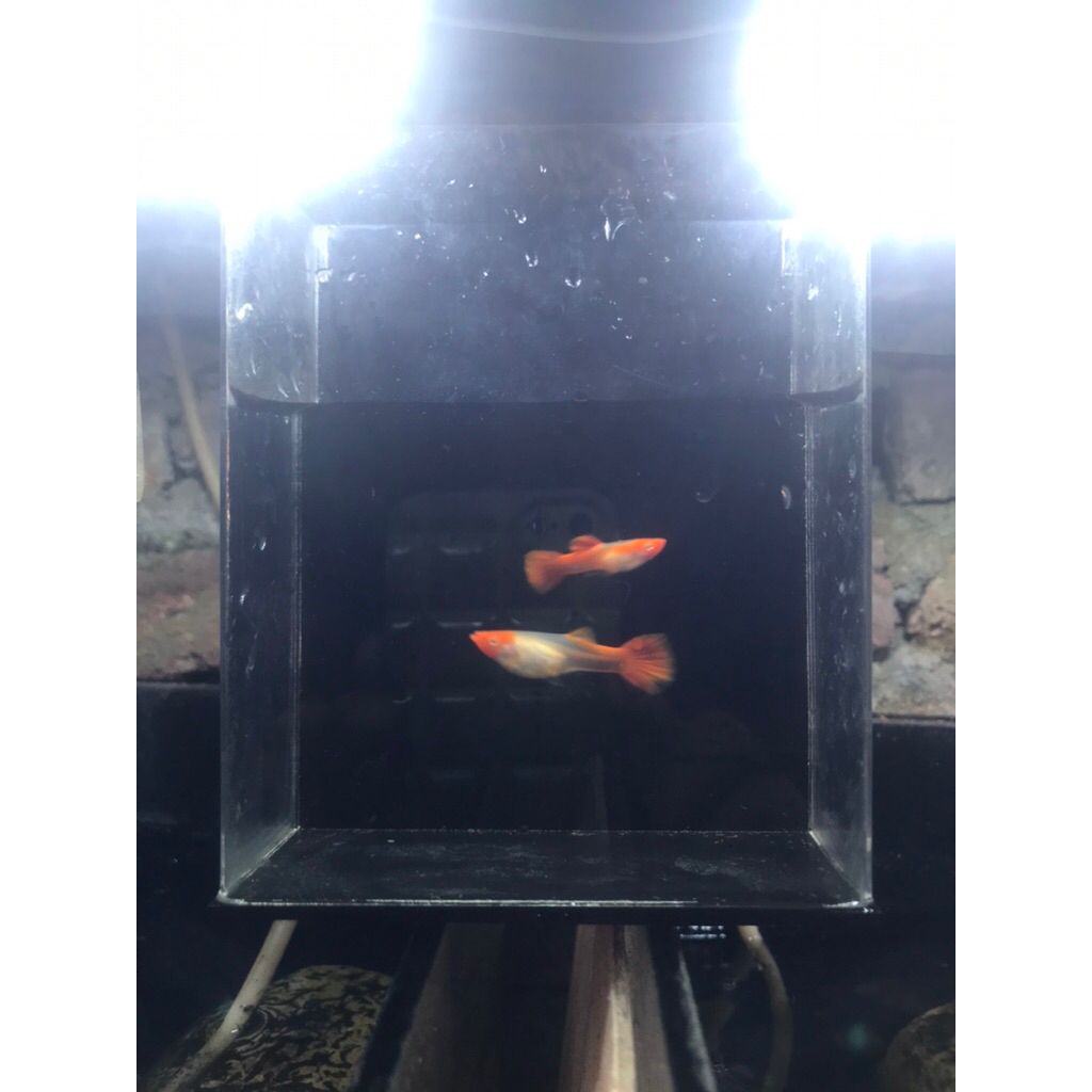 gantungan kunci Paket Sepasang guppy albino koi 1 jantan 1 betina