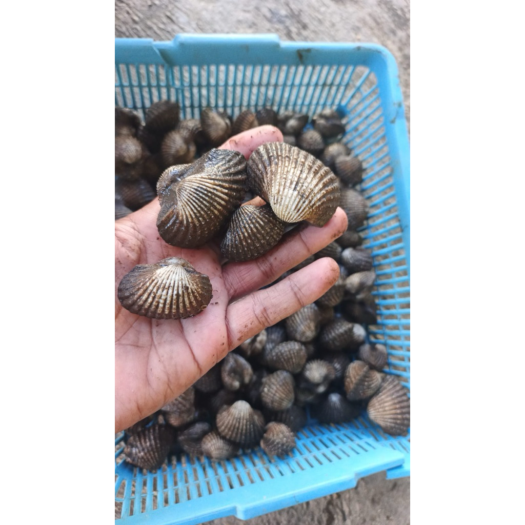 

Kerang Dara Hidup/Fresh all size Perkilogram