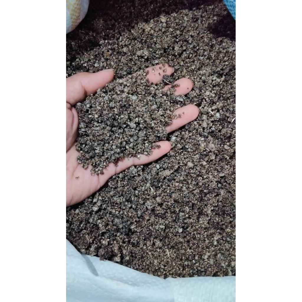 

OYEK SINGKONG HITAM/TIWUL HITAM/TIWUL SINGKONG ASLI LAMPUNG TIMUR BUATAN SENDIRI